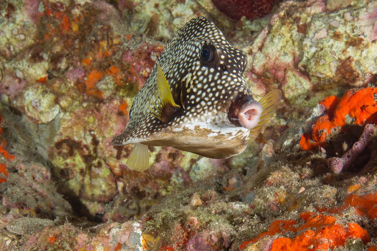 sea life closeup photography of black and white fish fish